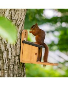 Victoria Squirrel Feeder