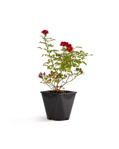 Bee Perfect Rose 'Bijenweelde®' Red (2L pot)